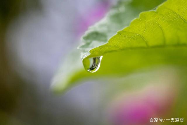 今日寒露,这5首诗词道尽露珠的晶莹美好
